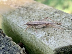 Orthoptera
