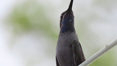 Lampornis clemenciae