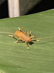 Camptonotus carolinensis