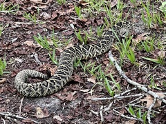 Crotalus adamanteus