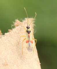 Tupiocoris californicus