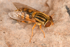 Parhelophilus laetus
