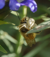 Misumena vatia