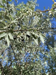 Elaeagnus angustifolia
