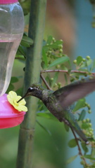 Lampornis clemenciae