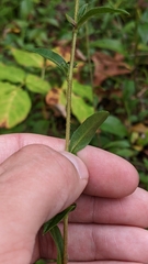 Eurybia spectabilis