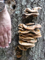 Trametes cubensis