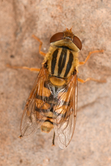Parhelophilus laetus