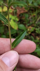 Eurybia spectabilis