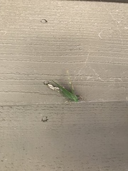 Microcentrum californicum