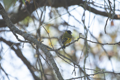 Spinus magellanicus