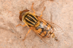Parhelophilus laetus