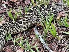 Crotalus adamanteus