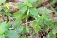 Polygala verticillata isocycla