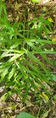 Pteris cretica