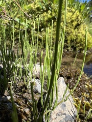 Equisetum fluviatile