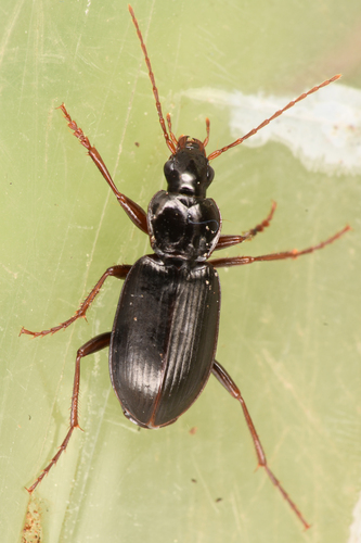 Calathus advena photo 2