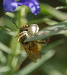 Misumena vatia