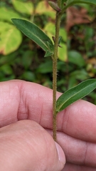 Eurybia spectabilis