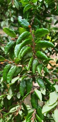 Nothofagus solandri