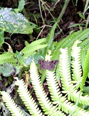 Staphylus hayhurstii