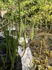 Equisetum fluviatile