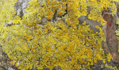 Xanthoria