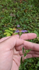 Eurybia spectabilis