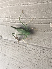 Microcentrum californicum