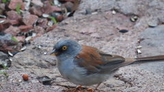 Junco phaeonotus