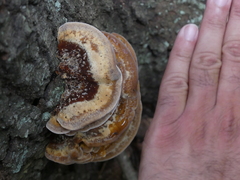 Trametes cubensis