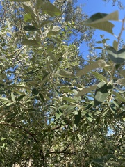 Elaeagnus angustifolia