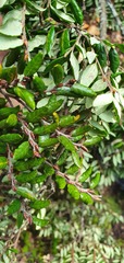 Nothofagus solandri