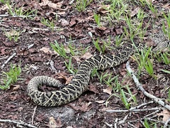 Crotalus adamanteus
