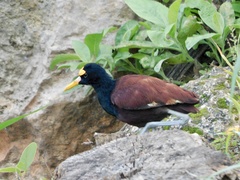 Jacana spinosa