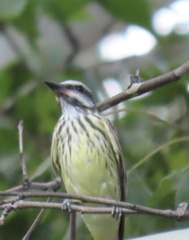 Myiodynastes luteiventris