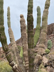 Pachycereus pringlei