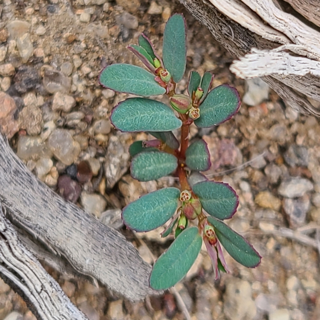Thymeleaf Sandmat from Duckwater, NV 89314, USA on August 26, 2022 at