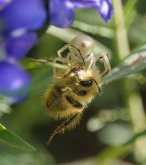 Misumena vatia
