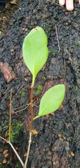 Peraxilla colensoi