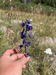 Delphinium nuttallianum