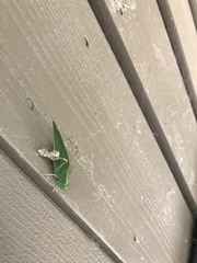 Microcentrum californicum