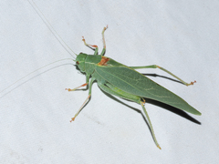 Microcentrum californicum