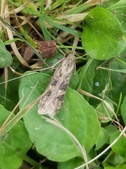 Nomophila nearctica