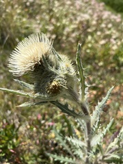 Cirsium hookerianum