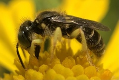 Calliopsis andreniformis