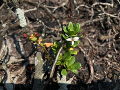Lysimachia mauritiana