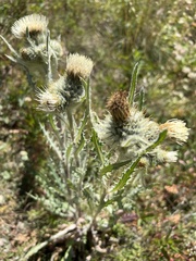 Cirsium hookerianum
