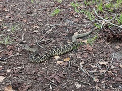 Crotalus adamanteus