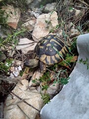 Testudo hermanni